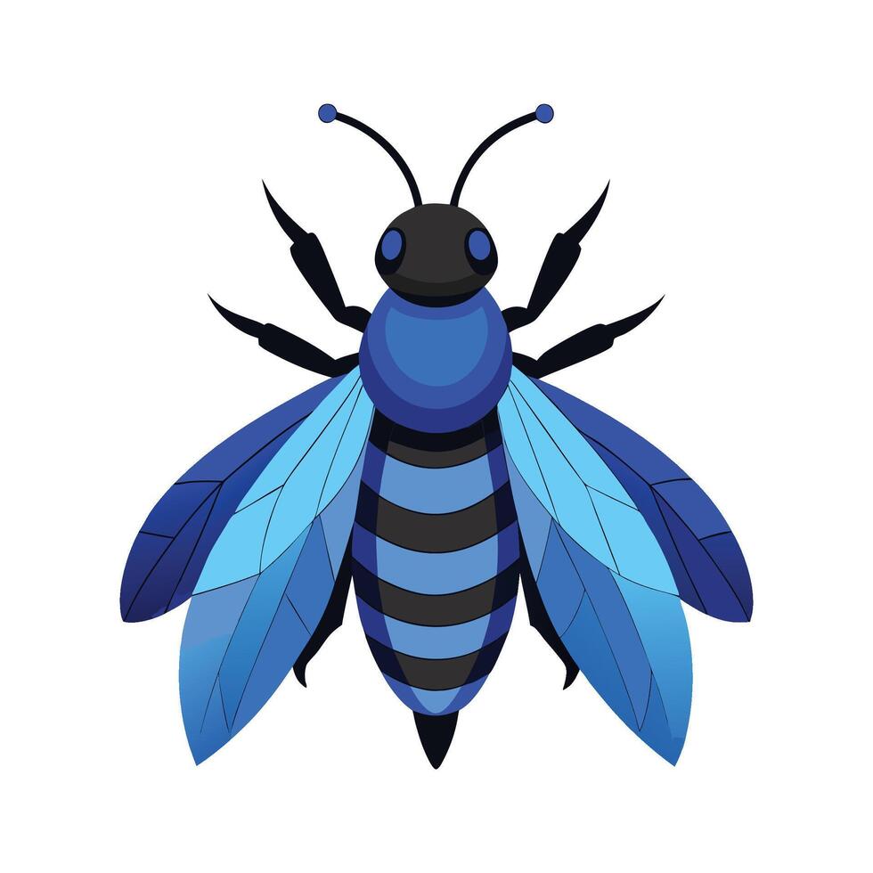 Xylocopa Caerulea Stunning Representation vector