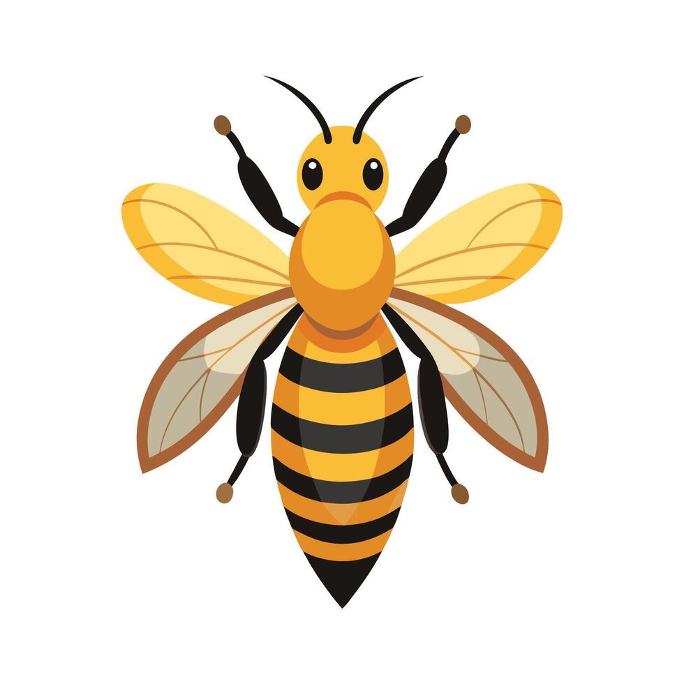 Apis Mellifera Detailed Representation vector