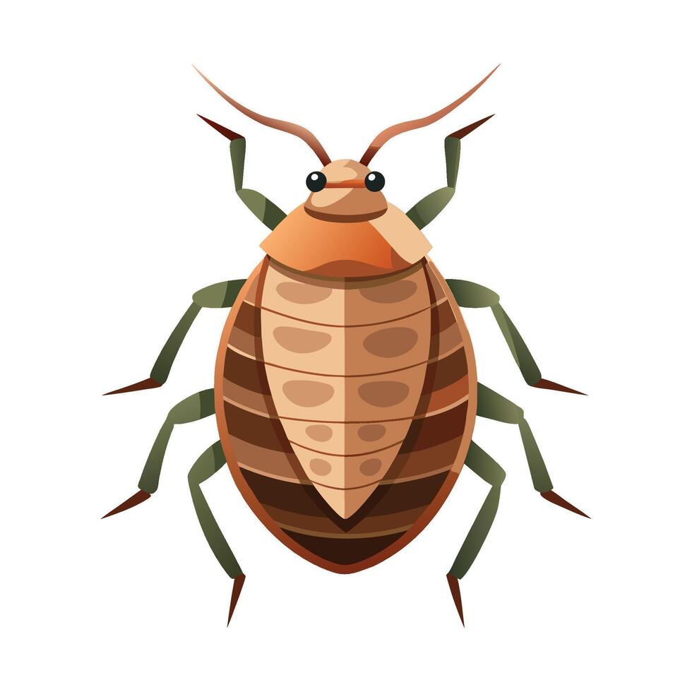 Cimex Lectularius Stunning Representation vector