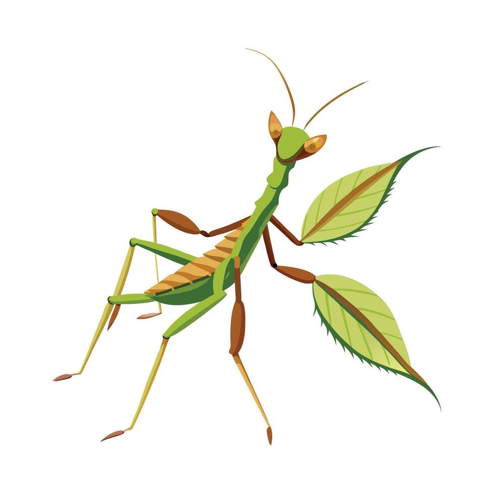 Phyllium Bioculatum Stunning Representation vector