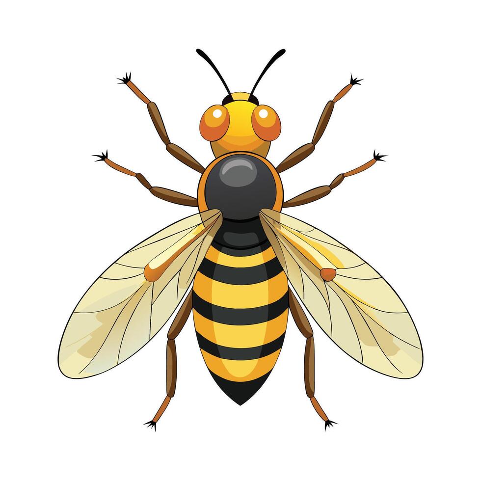 Syrphus Ribesii Stunning Representation vector