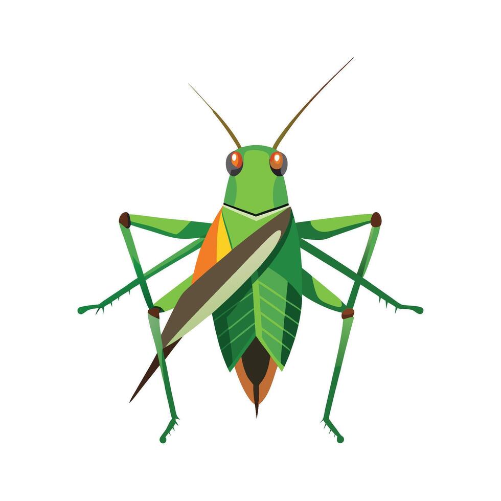 Tettigonia Viridissima Stunning Representation vector