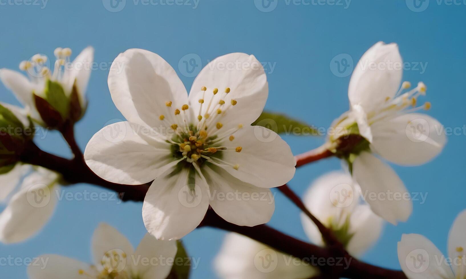 A close up of white flowers on a tree photo
