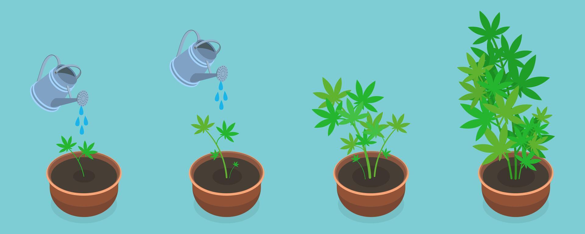 3D Isometric Flat Conceptual Illustration of Stages Of Cannabis Growth, Weed Growing in a Pot at Home vector