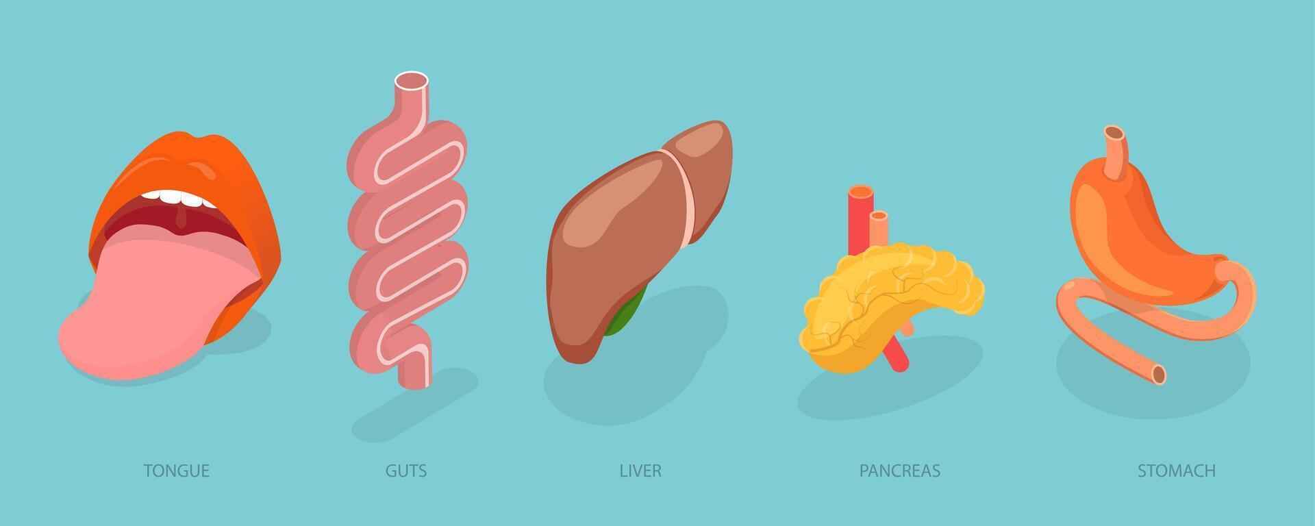 3D Isometric Flat Conceptual Illustration of Digestive System Anatomy, Human Internal Organs vector
