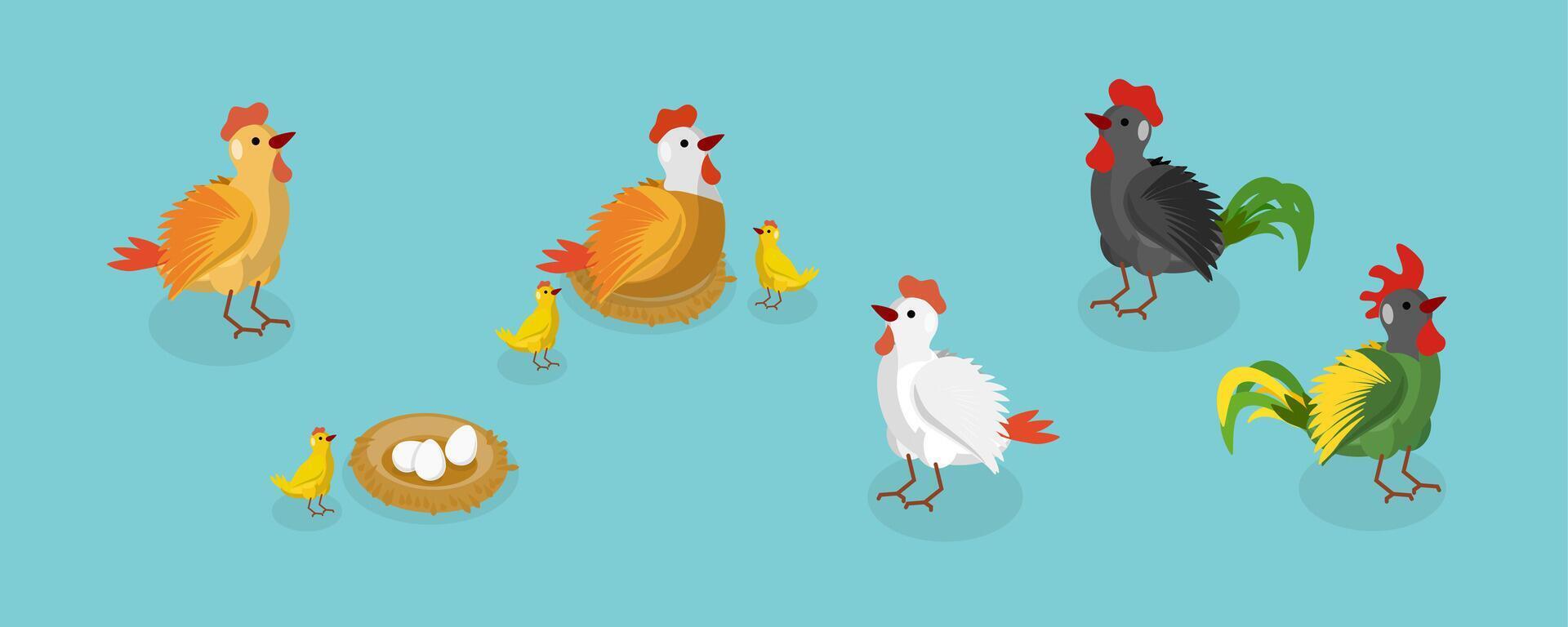 3D Isometric Flat Set of Chickens, Cute Farm Animals vector