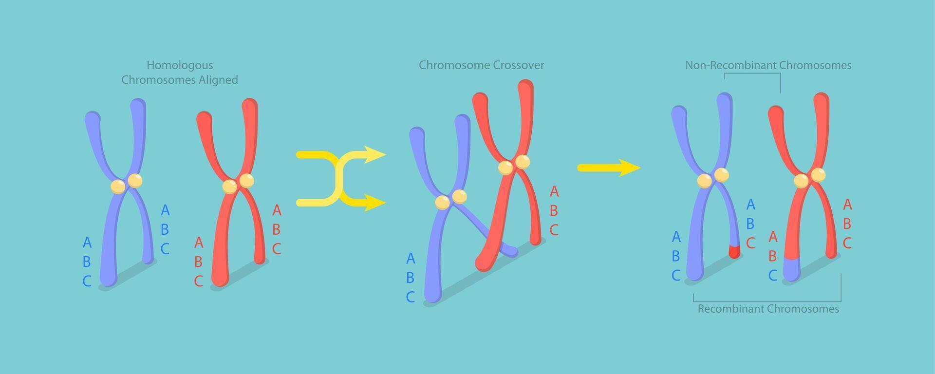 3D Isometric Flat Conceptual Illustration of Crossing Over Chromosomes, Genetic Recombination vector