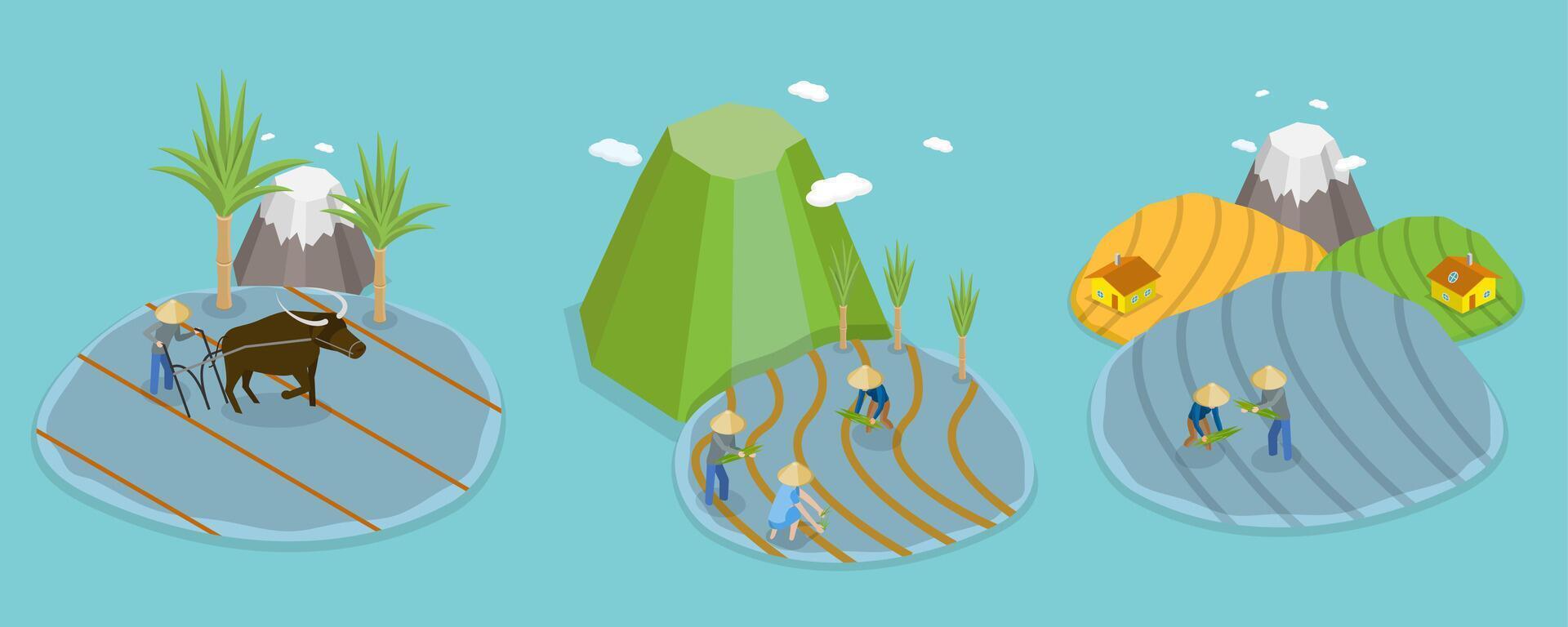 3D Isometric Flat Conceptual Illustration of Rice Farm, Asian Traditional Agriculture vector