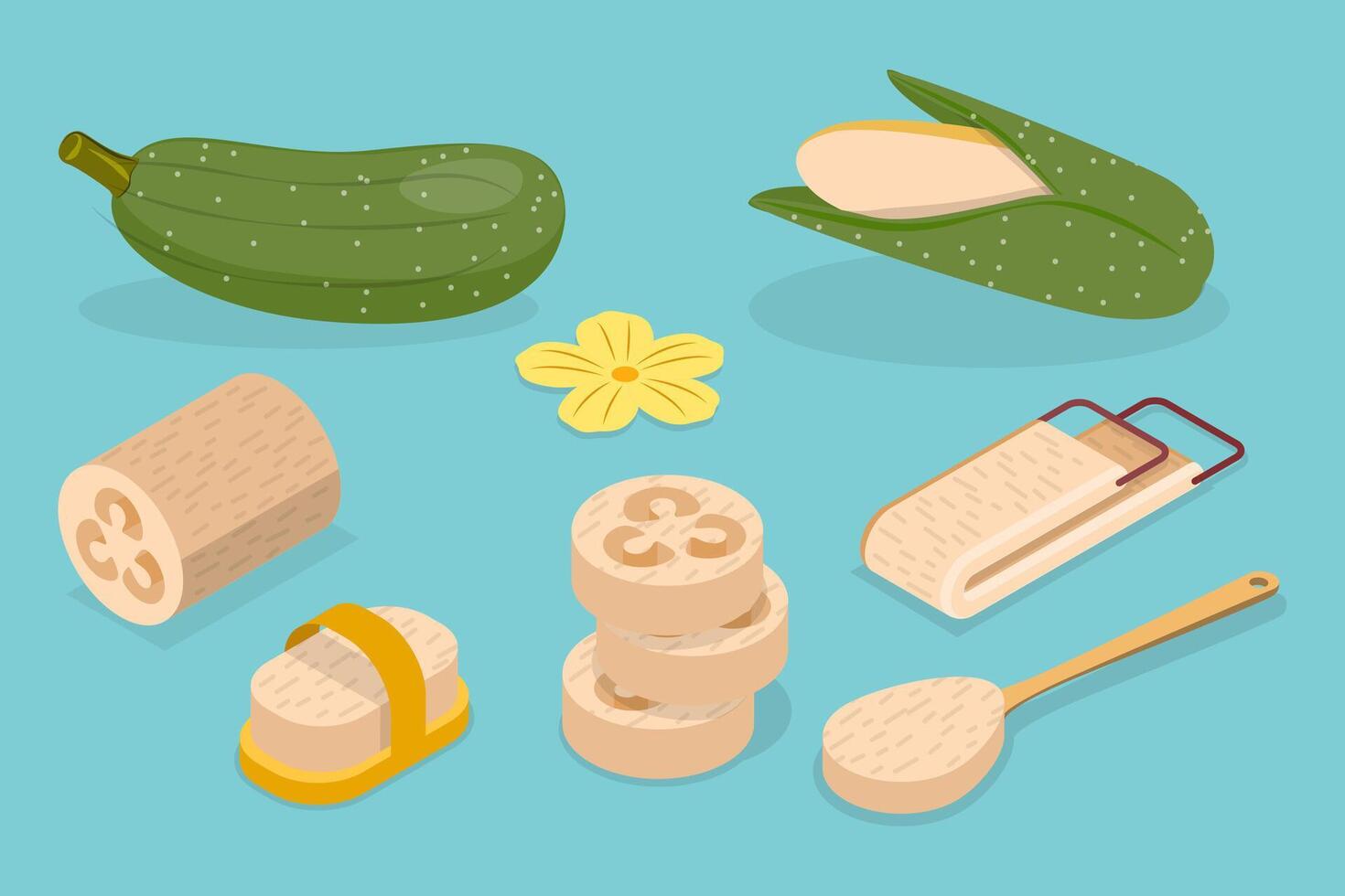 3D Isometric Flat Set of Vietnamese Luffa, Loofah Vegetable vector