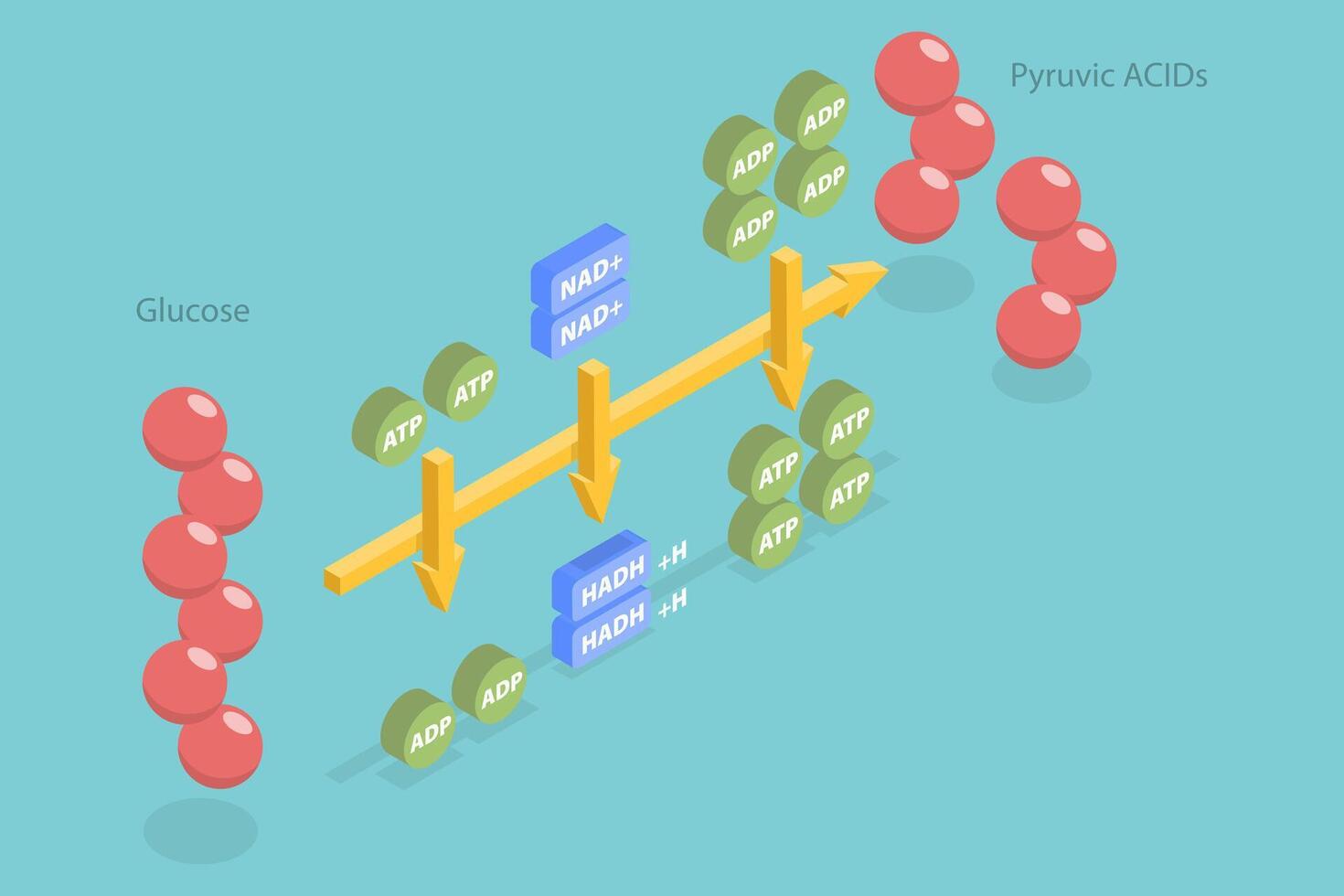 3D Isometric Flat Conceptual Illustration of Glycolysis, Aerobic Respiration Scheme vector