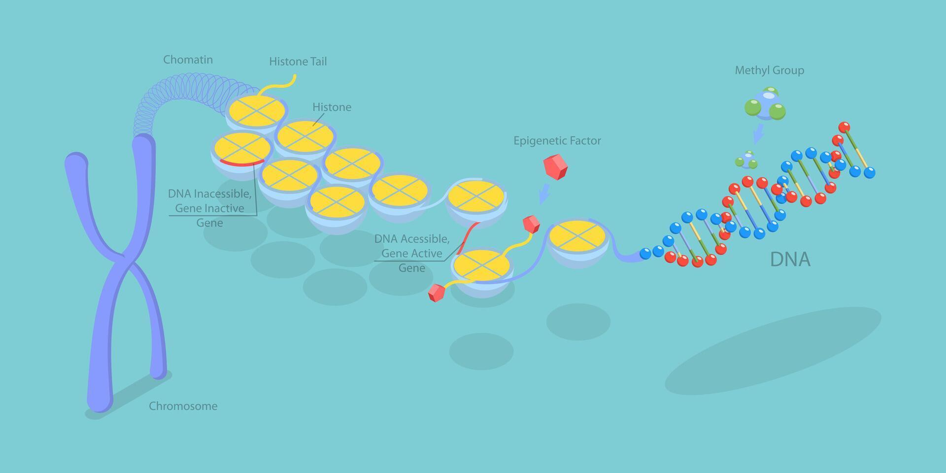 3D Isometric Flat Conceptual Illustration of Epigenetic Mechanisms, Educational Labeled Scheme vector
