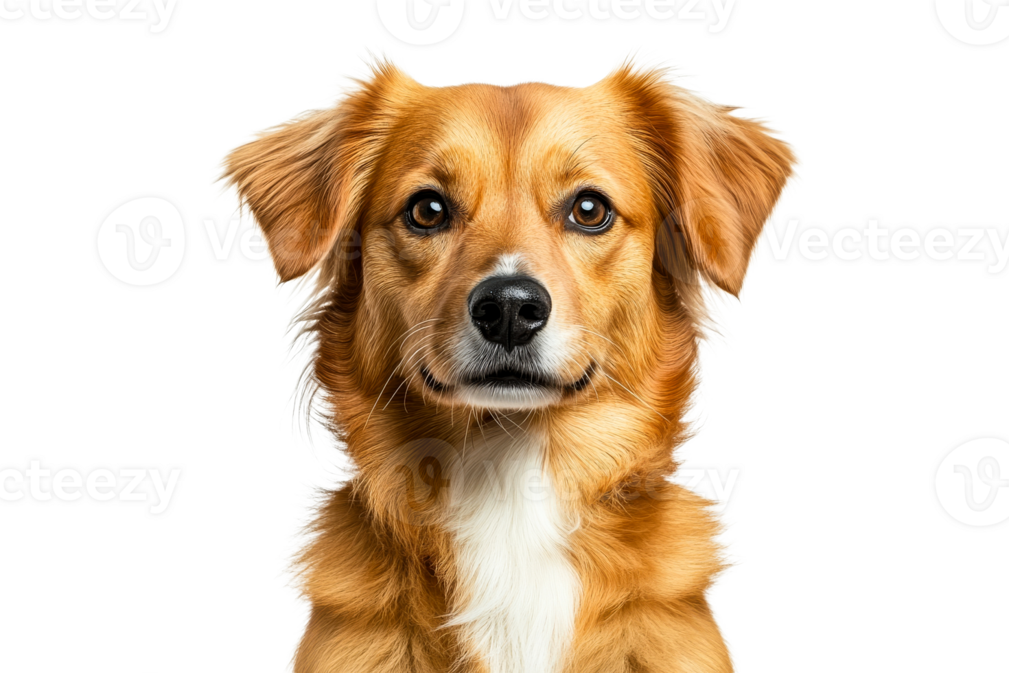 Friendly golden retriever mix with curious expression png