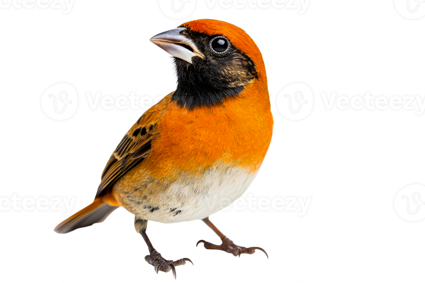 Colorful bird with orange feathers and black markings png