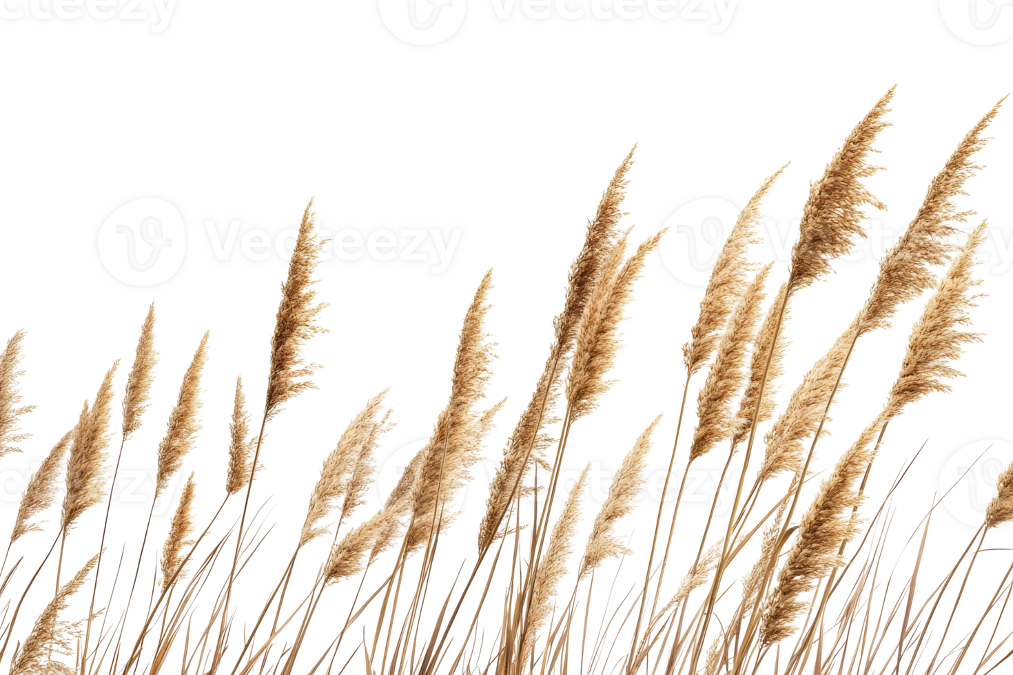 Pampas grass sways gently in the breeze during sunset png