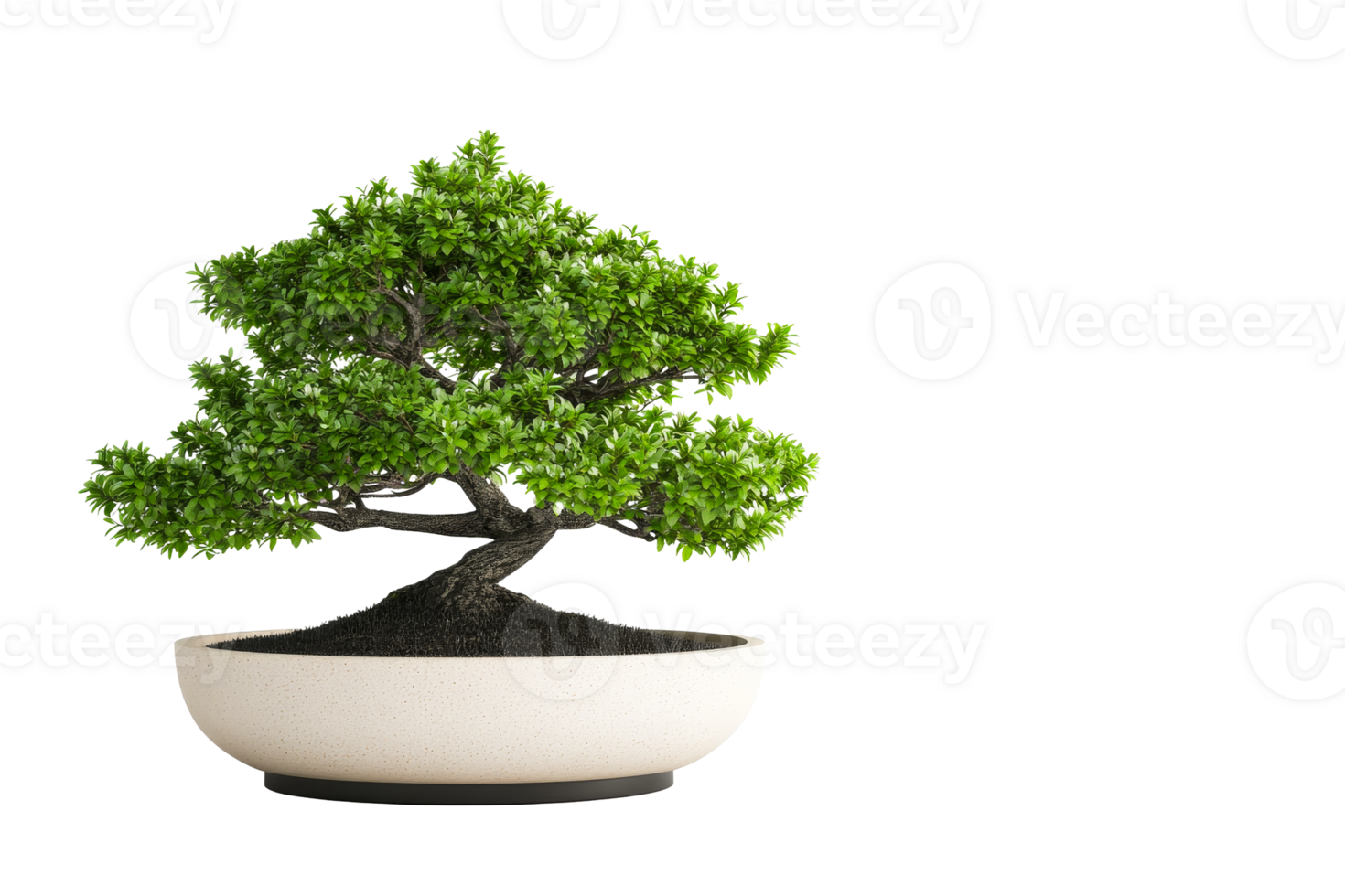 Bonsai tree in a ceramic pot with a minimalist design png