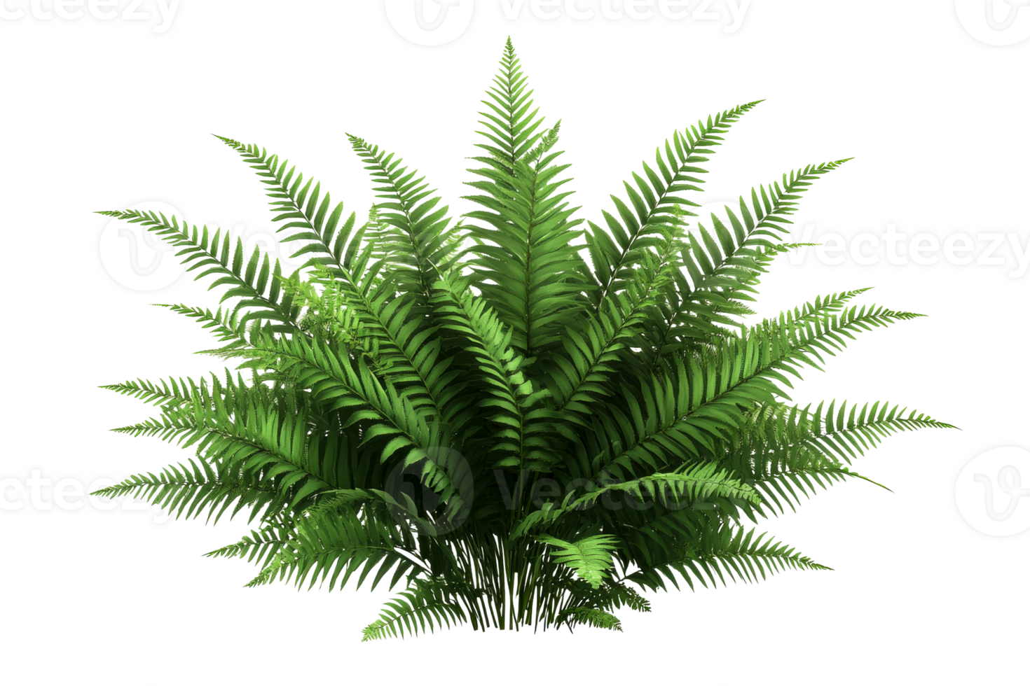 Lush green fern with vibrant fronds on a transparent background png