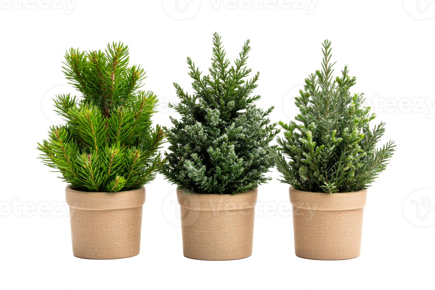 Decorative potted evergreen plants on a transparent background png