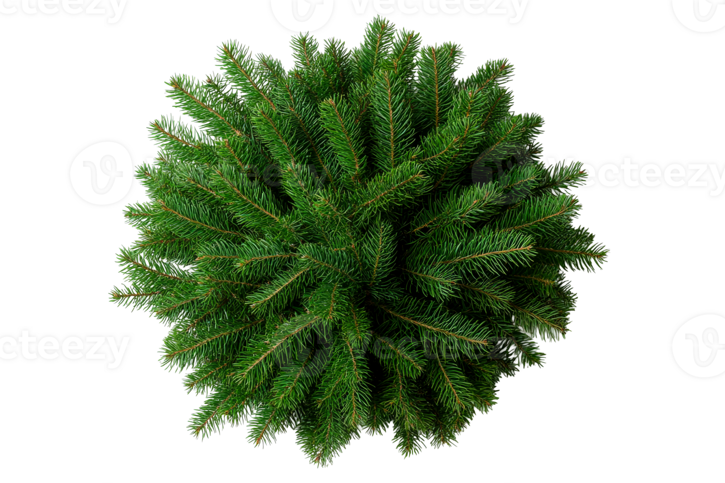 Lush green evergreen tree top view with vibrant foliage png