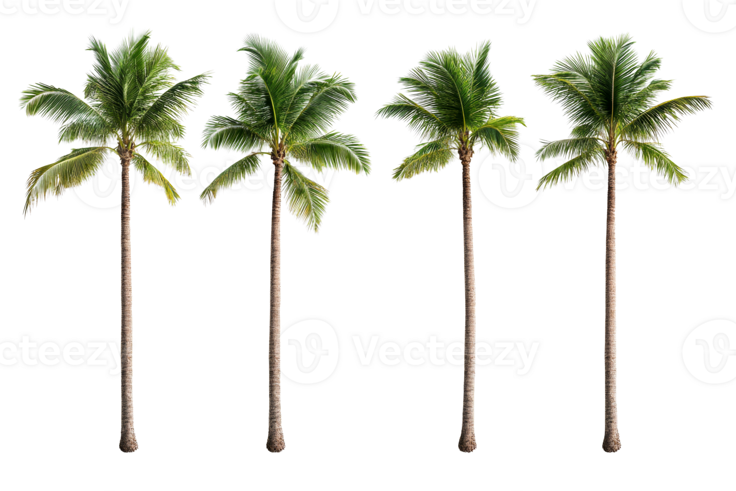 Four tall palm trees with lush green fronds on transparent background png