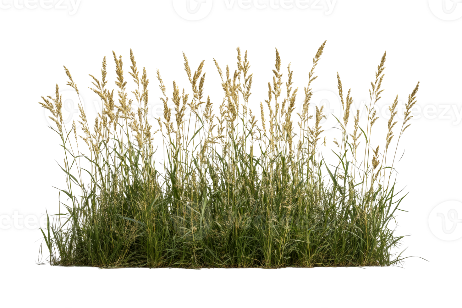 Green grass with golden flowers on a transparent background png
