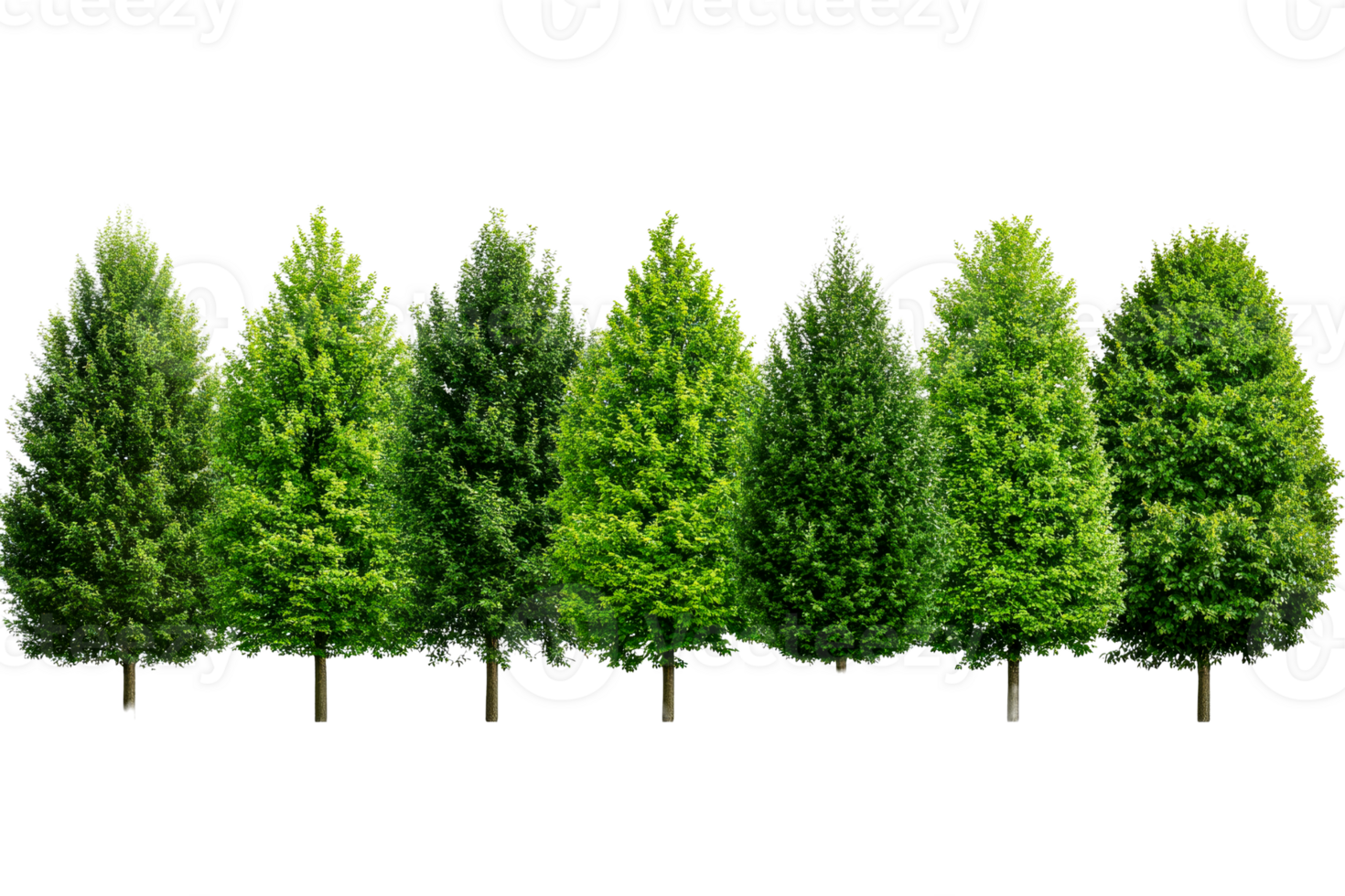 Row of green trees with transparent background png