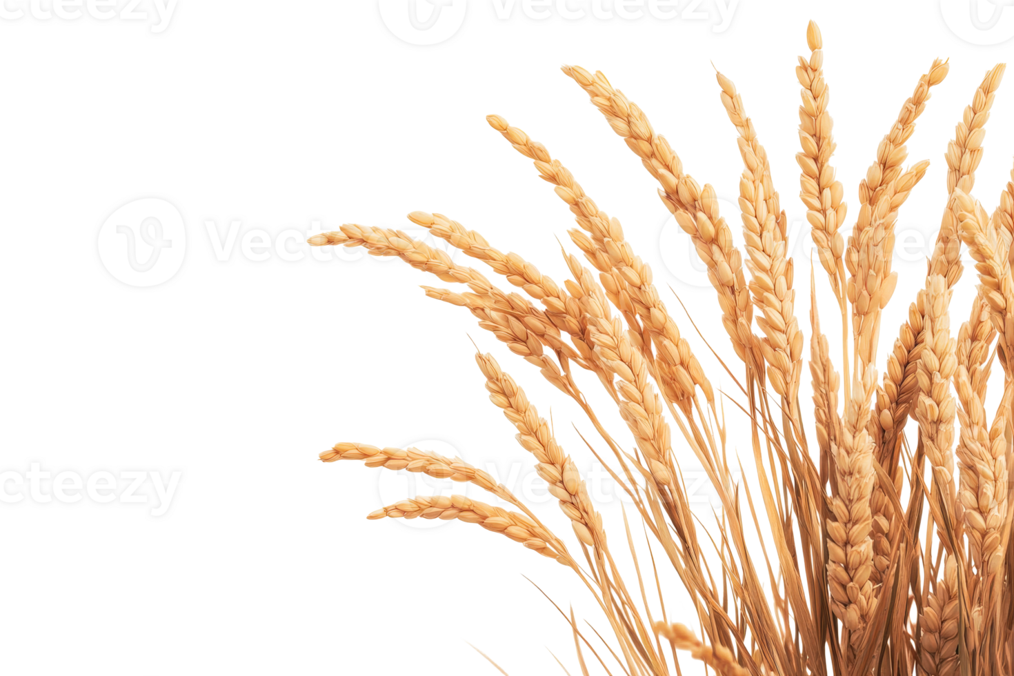 Wheat stalks arranged artistically on a transparent background png