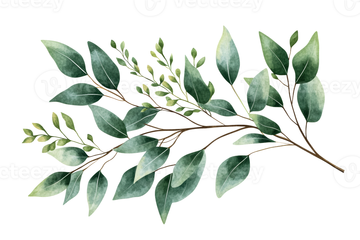 Elegant greenery branch with various leaf shapes and sizes png