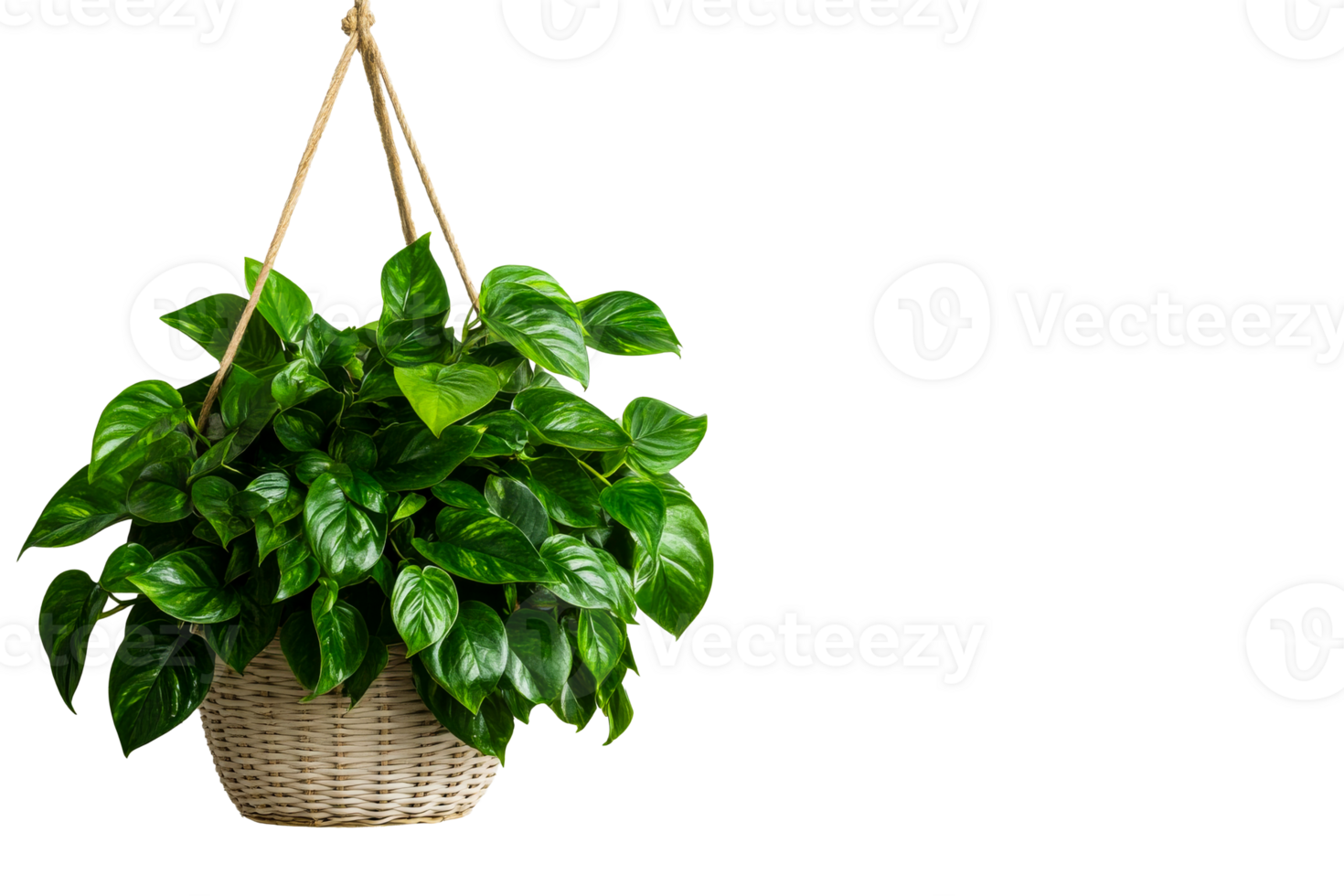 Green hanging plant with lush leaves in woven basket png