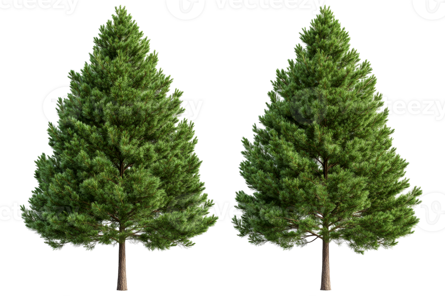 Lush green pine trees with dense foliage on a transparent background png