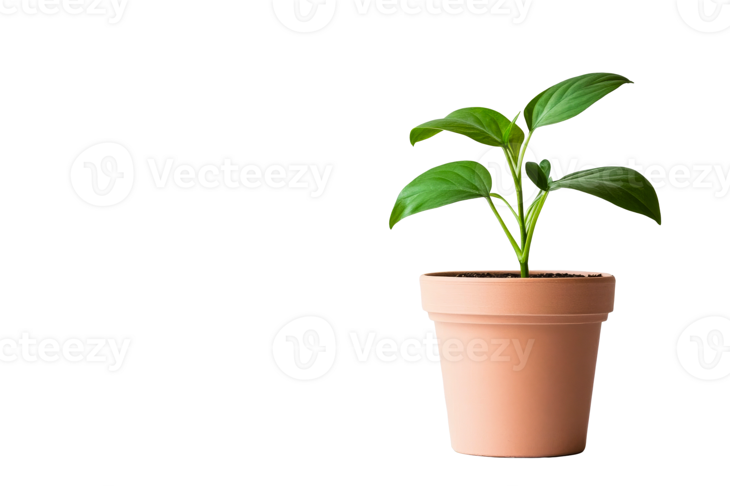 Green plant in terracotta pot with transparent background png