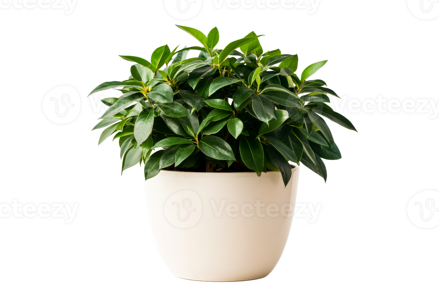 Green houseplant in a round white pot for indoor decoration png