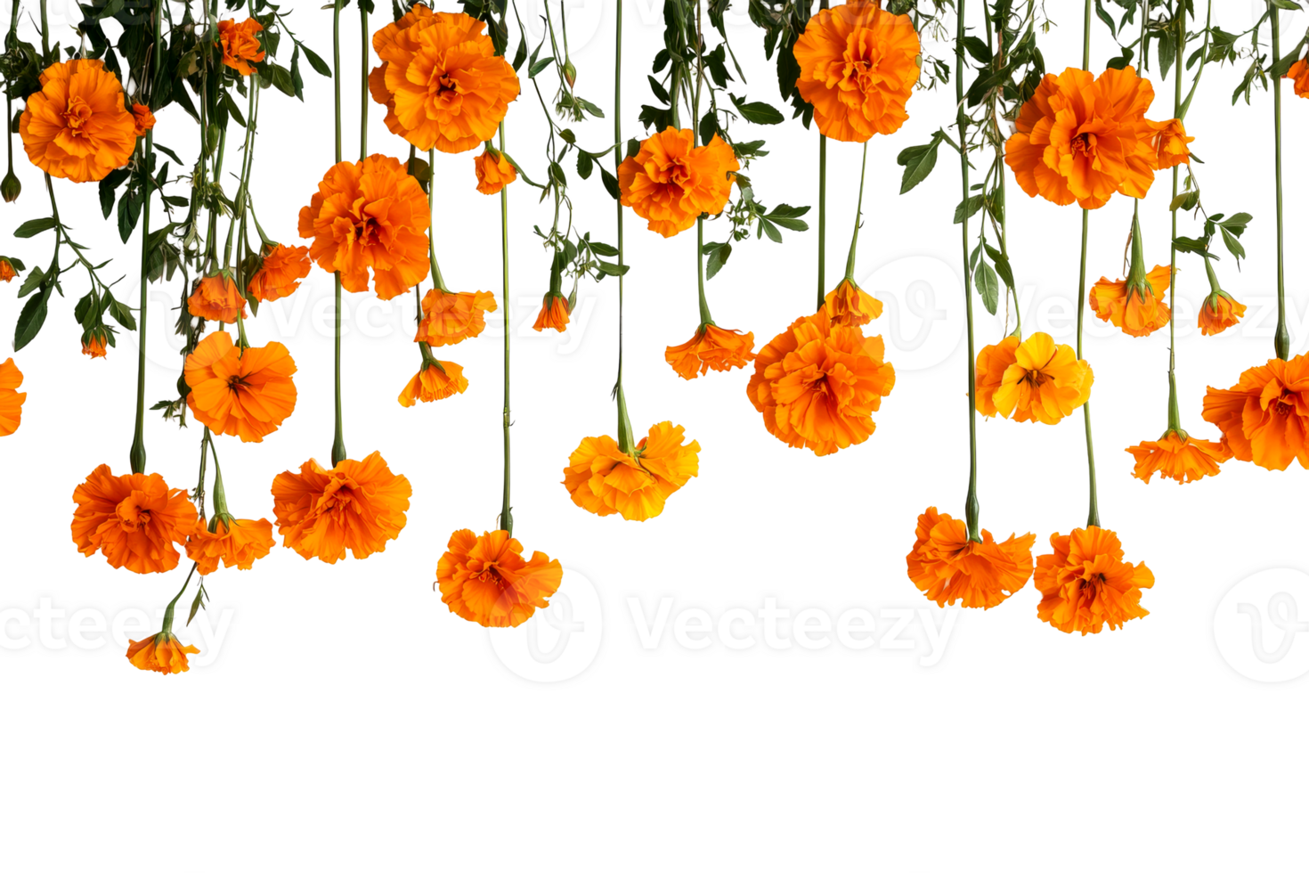 Bright orange flowers hanging against a transparent background png