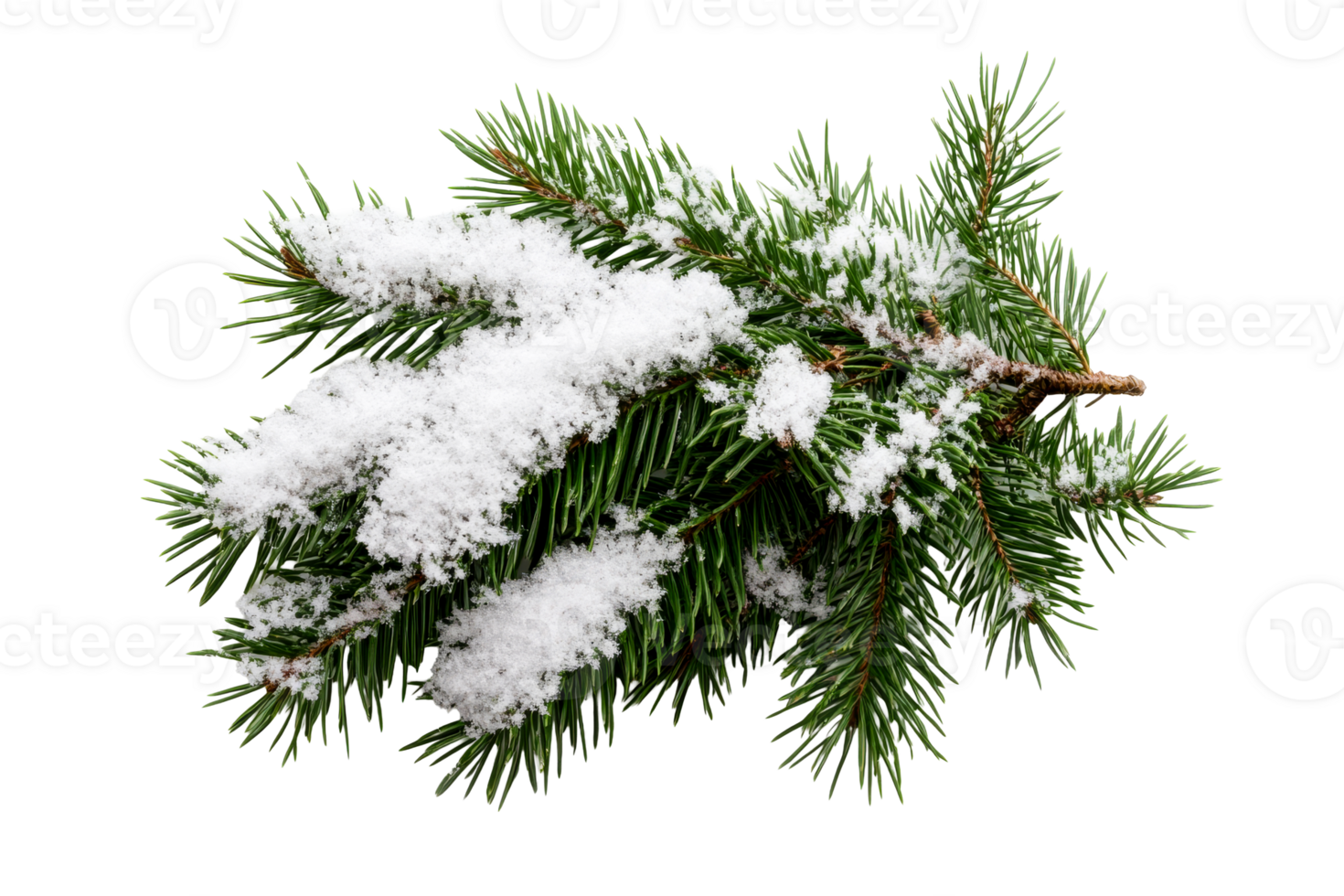 Winter evergreen branch covered in fresh white snow png
