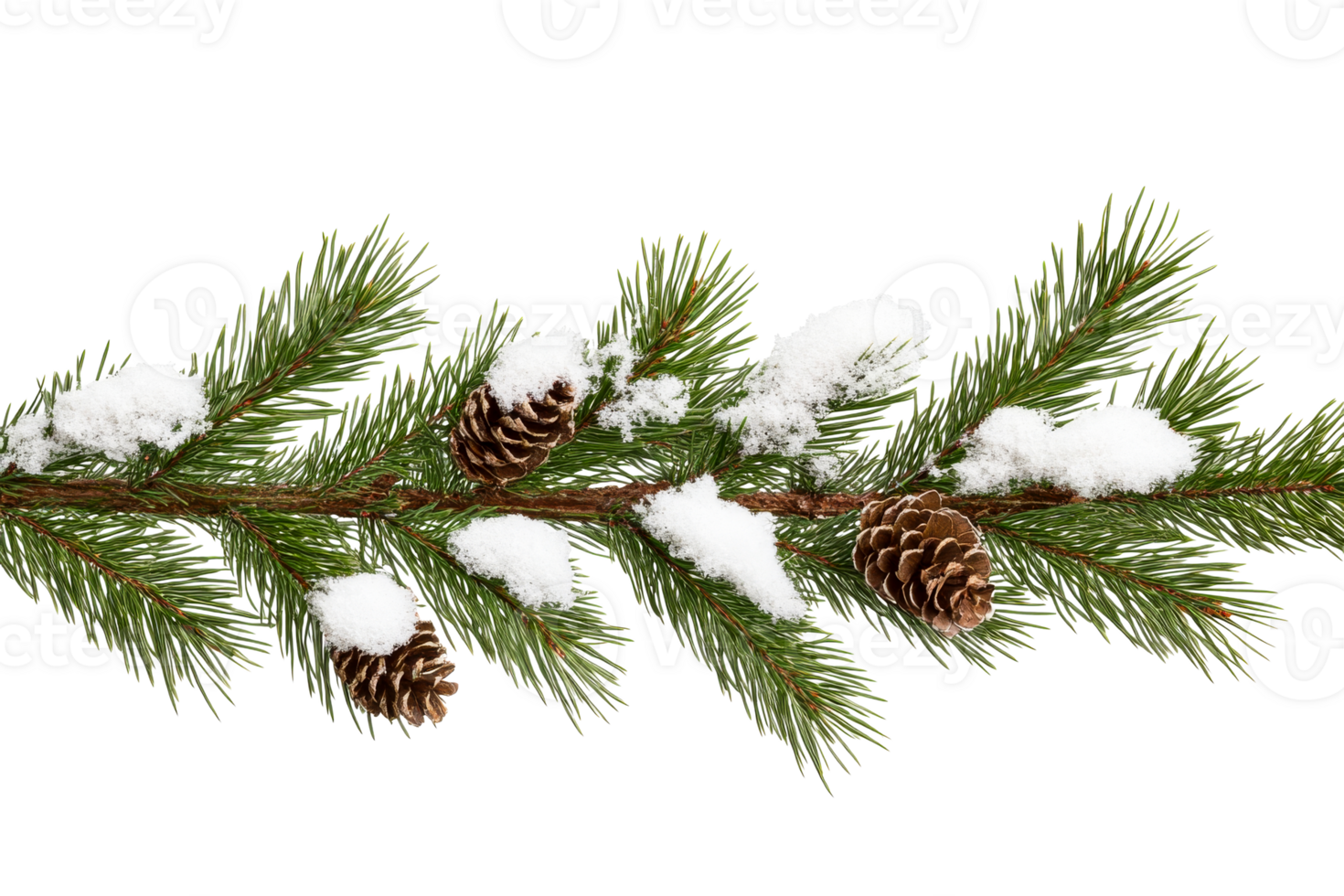 Pine branch with snow and pine cones during winter season png