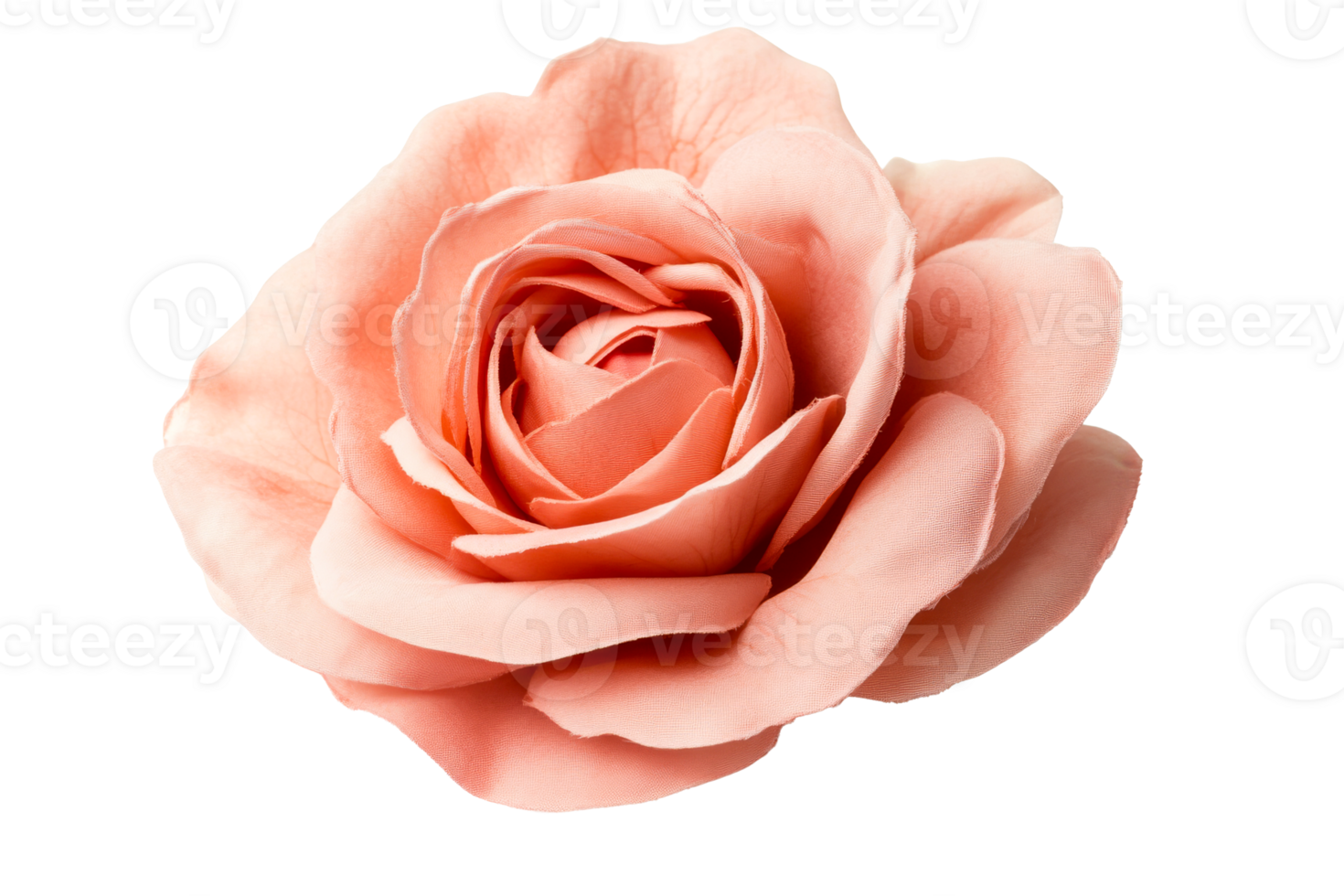 Peach rose with soft petals on a clear background png