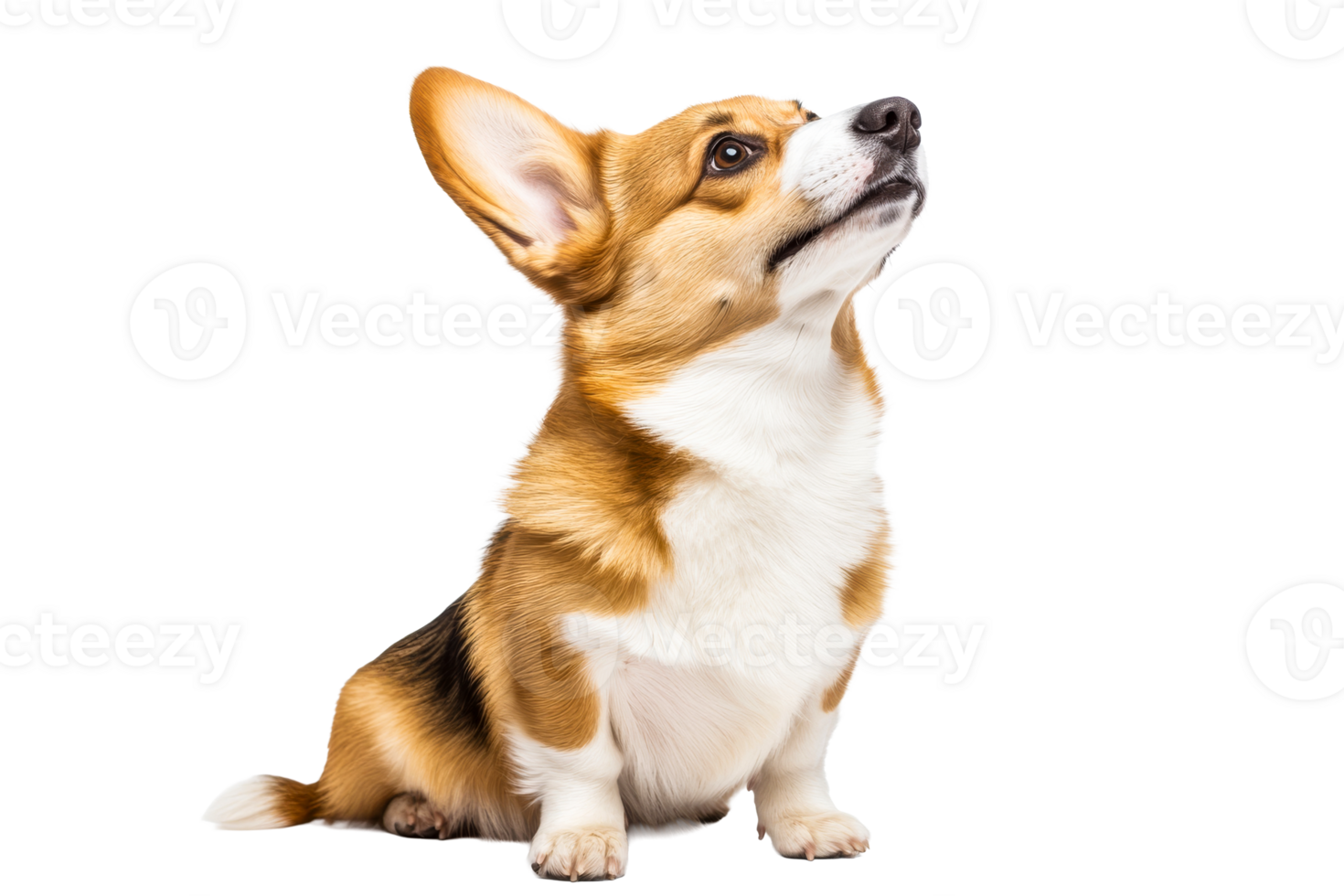 Corgi sitting alertly with ears perked in bright setting png