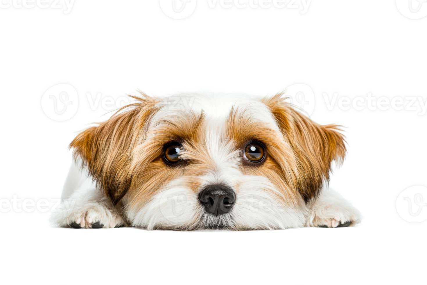 Curious dog laying on a surface with large expressive eyes png