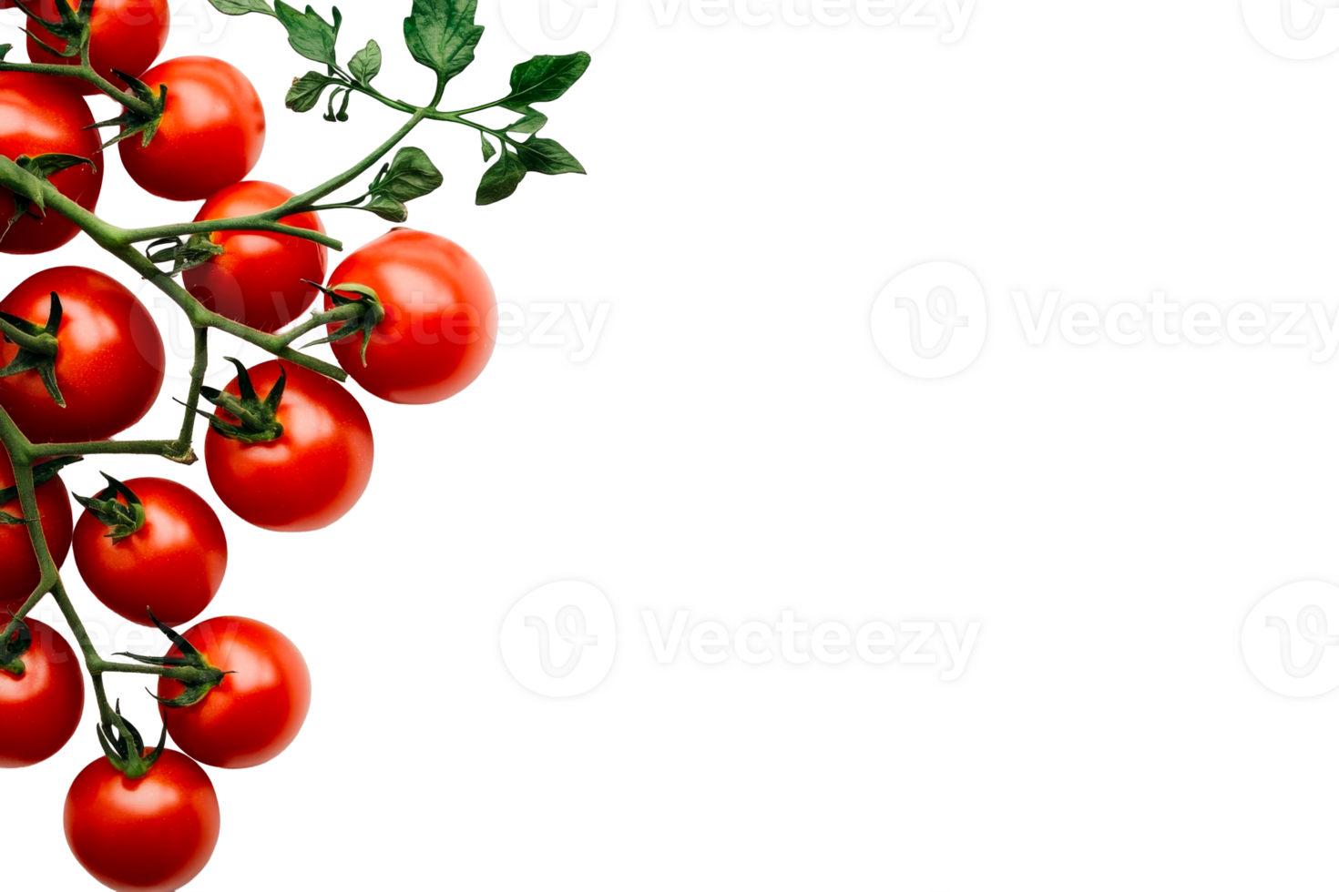 Fresh red tomatoes hanging on vine against transparent background png