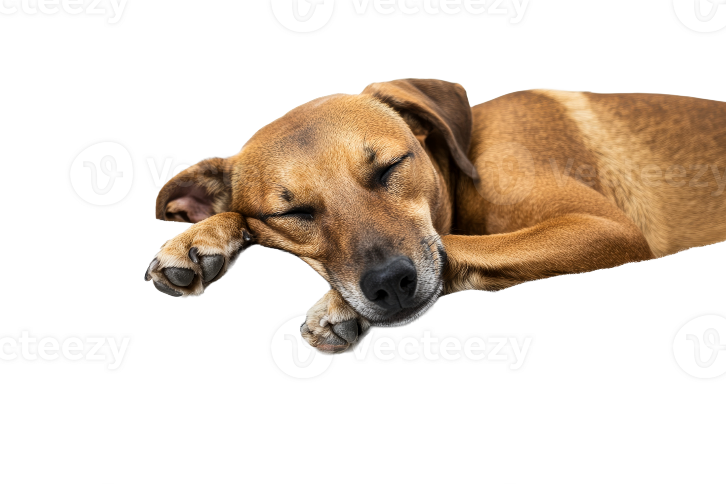 Lying brown dog peacefully sleeping with eyes closed png