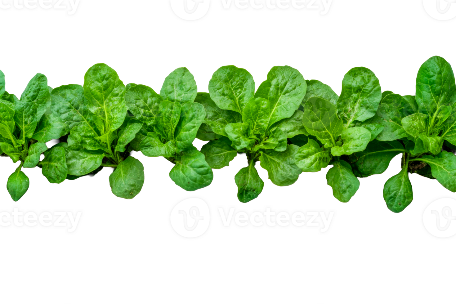 Fresh green lettuce leaves arranged on a transparent background png
