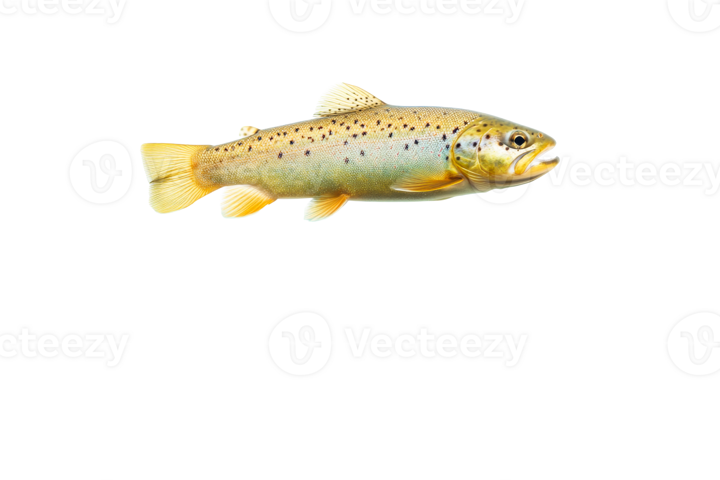 Colorful trout swimming in clear water with vibrant markings png