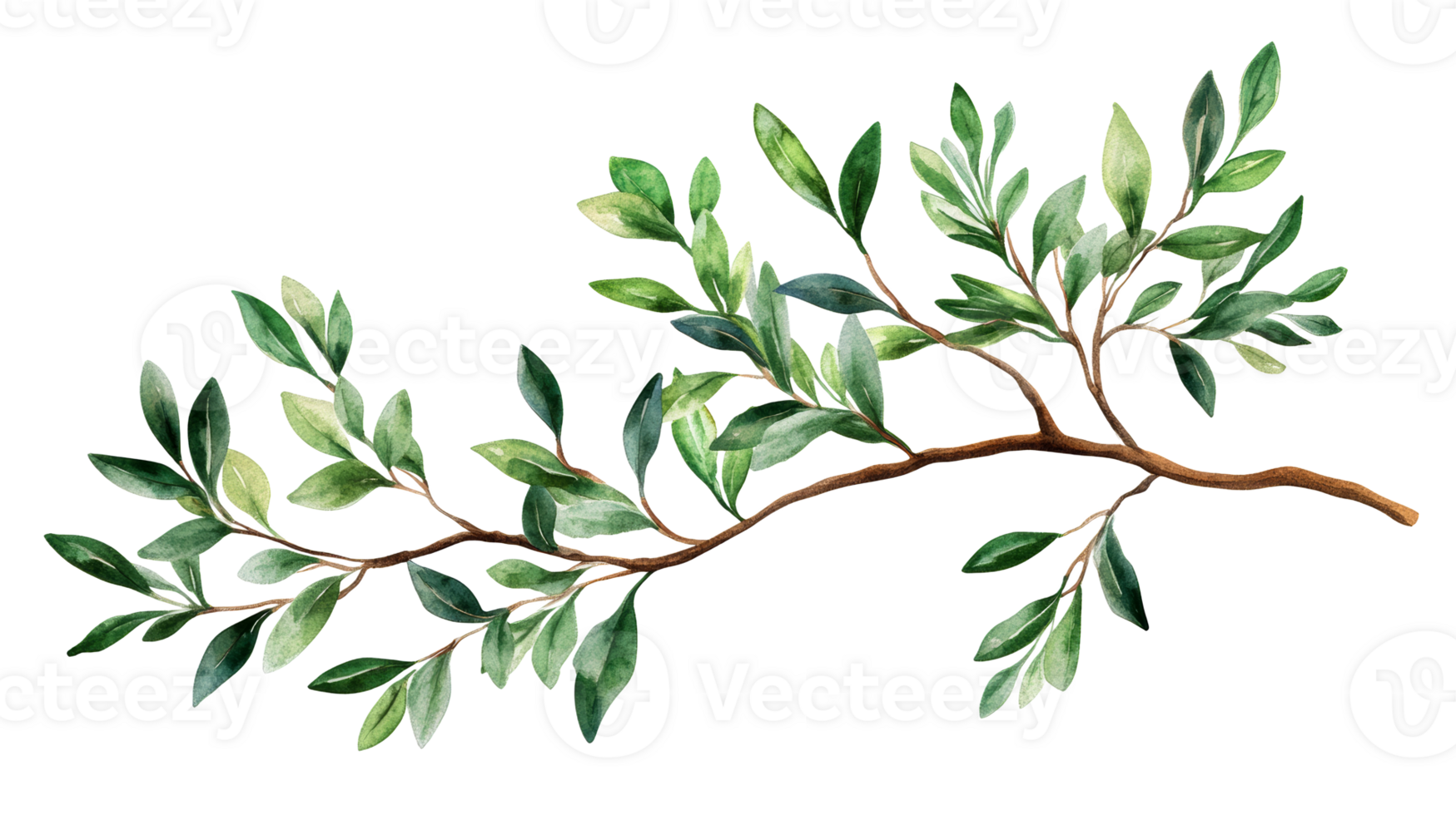 Natural green leaf branch with transparent background for design use png