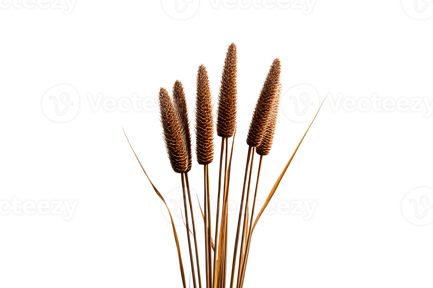 Dry ornamental grass with spikes on transparent background png