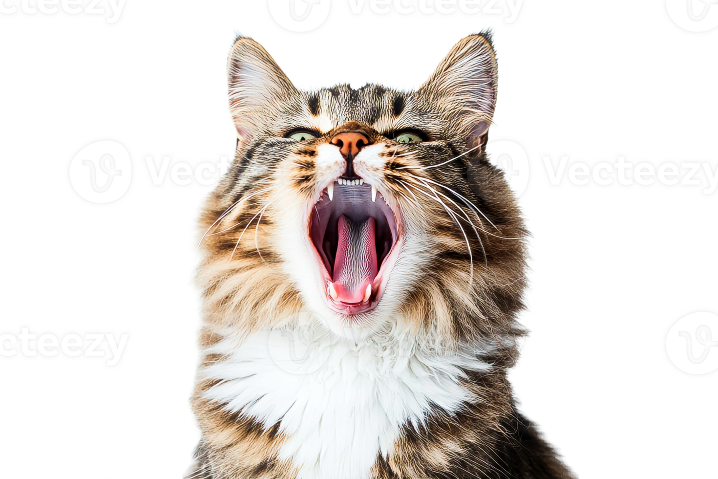 Cat yawning with a transparent background showcasing its expression png