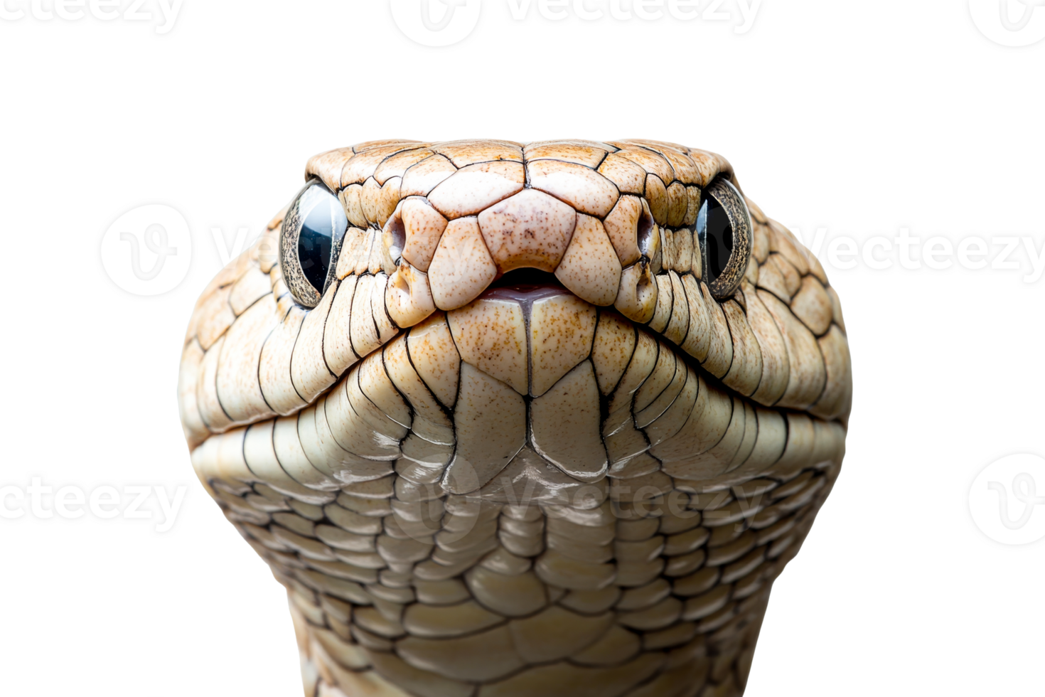 Beautiful close up of a snake with intricate scales and features png