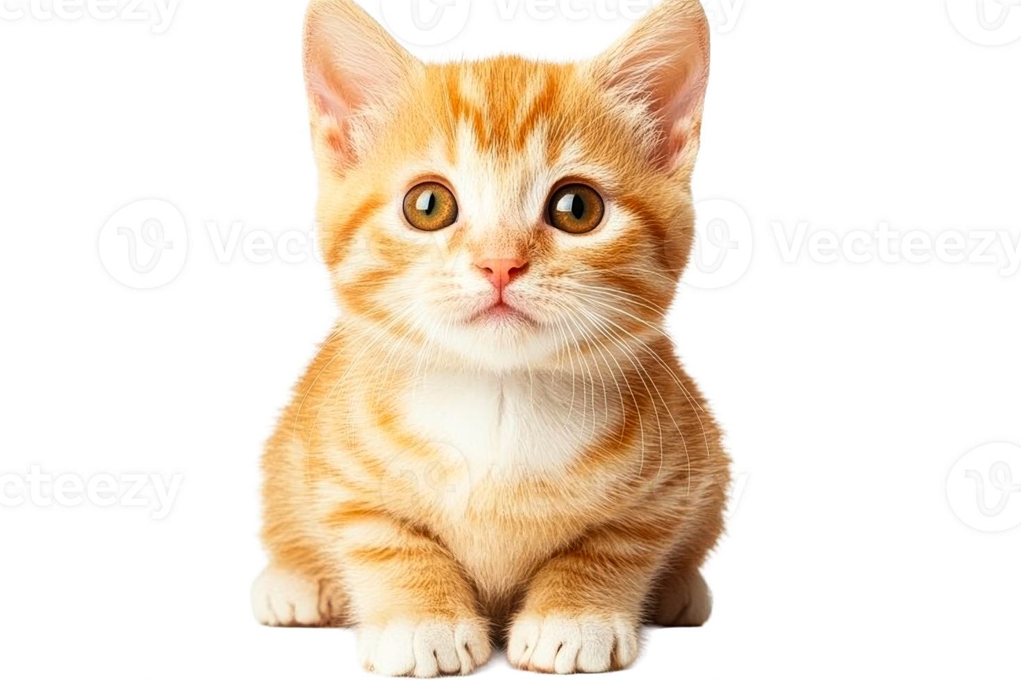 Cute orange tabby kitten with large eyes on a transparent background png