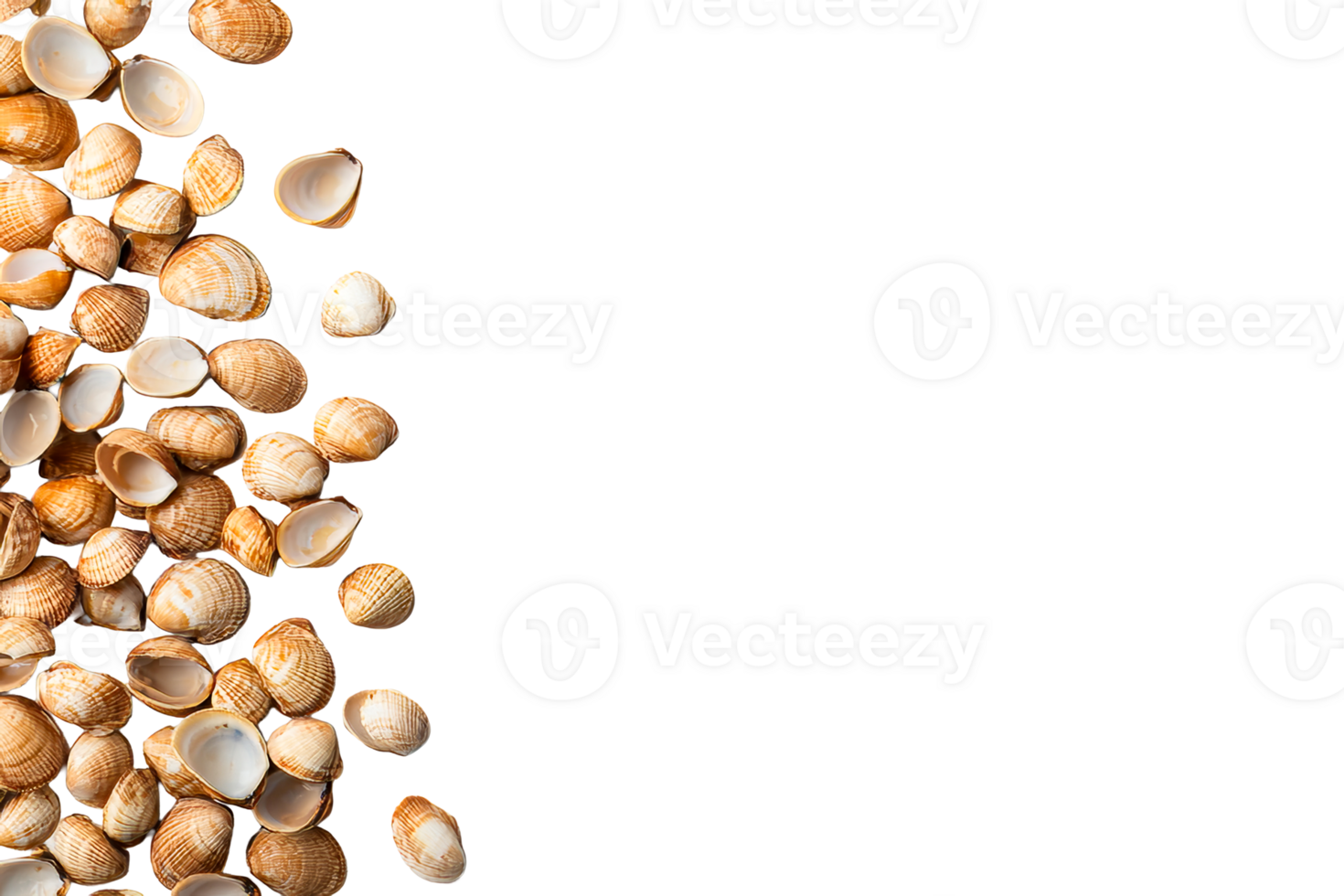 Collection of seashells on a transparent background png
