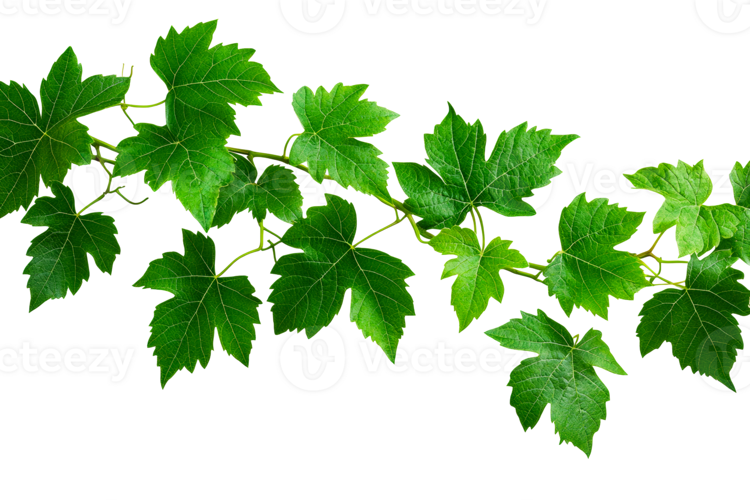 Green vine leaves with a transparent background for design use png