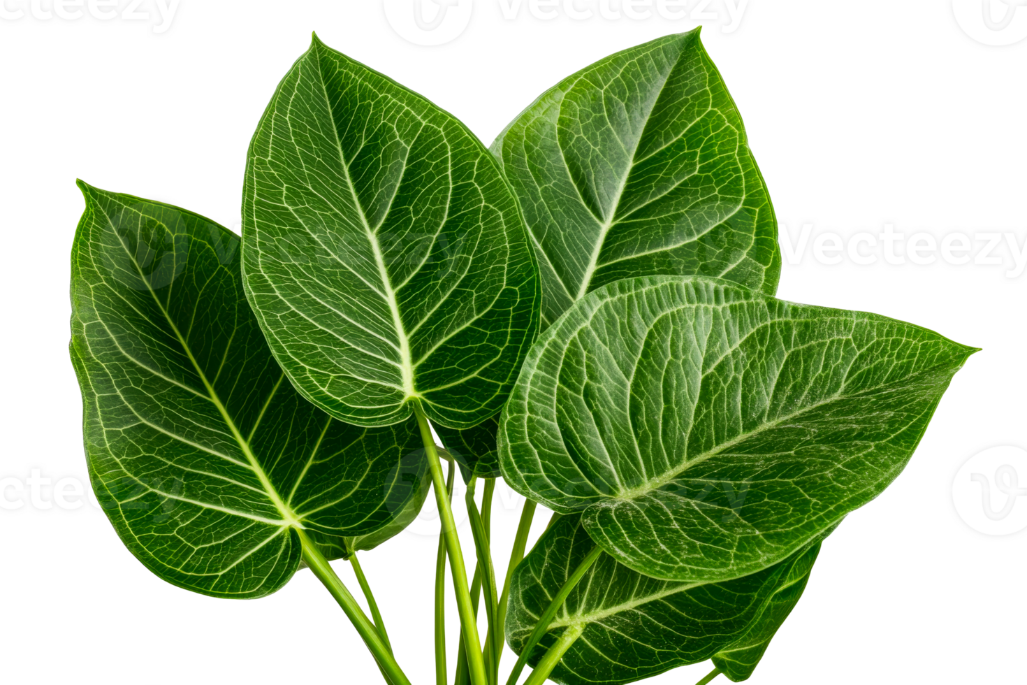 Lush green leaves with intricate veining on a transparent background png