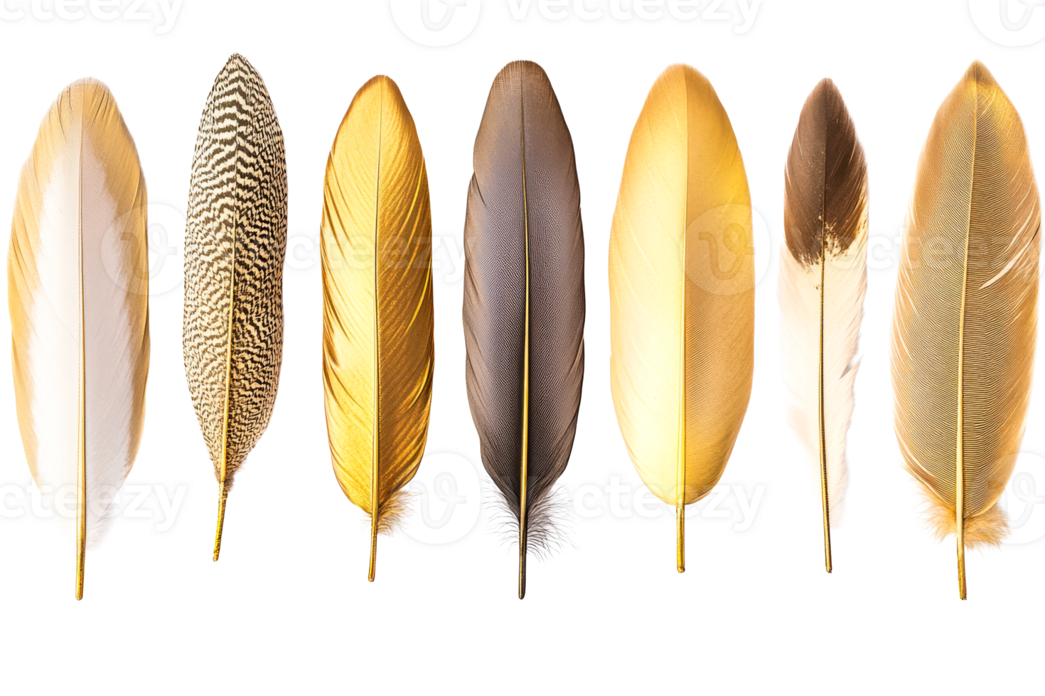 Elegant collection of assorted feathers with a transparent background png